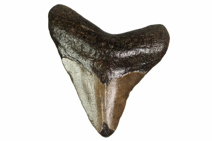 Juvenile Megalodon Tooth - Georgia #158828